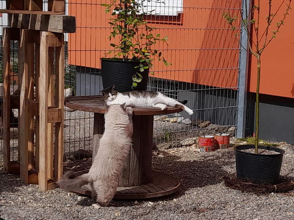 Katzenpension Eisenlauer/Katzensitter/Katzenbetreuung/Katzenhotel in Deisenhausen