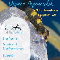 Aquaristik - Zierfische - Futter - Zubehör in Namborn Saarland - Namborn Vorschau