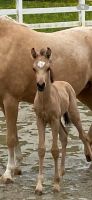 Reitpony Fohlen Baden-Württemberg - Starzach Vorschau