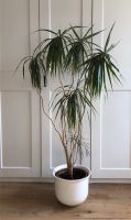 Zimmerpflanze, Topfpflanze, Drachenbaum, 150 cm, Palme, Dracaena Baden-Württemberg - Horgenzell Vorschau