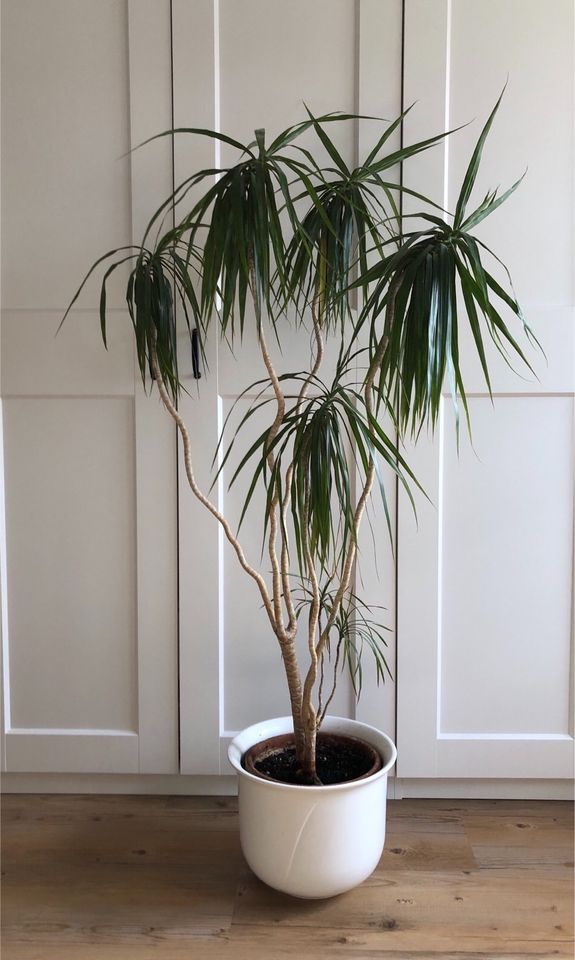 Zimmerpflanze, Topfpflanze, Drachenbaum, 150 cm, Palme, Dracaena in Horgenzell