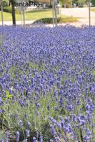 100x Lavandula angustifolia `Hidcote Blue` Lavendel P9 1,50€ stck Bayern - Bayreuth Vorschau