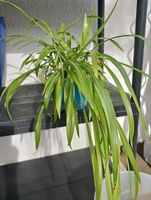 Grünlilie, Zimmerpflanze mit Luftreinigungswirkungen Baden-Württemberg - Aalen Vorschau