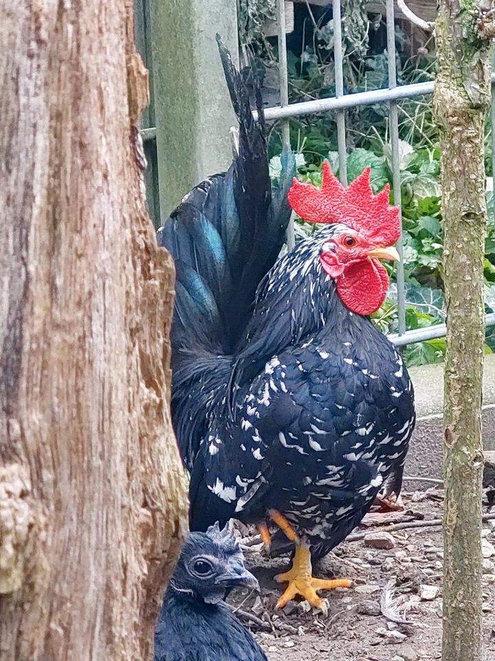 Chabo Hahn, schwarz mit weißen Tupfen, Zwerghahn in Landensberg