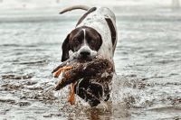 Postkarte English Pointer Parchim - Landkreis - Goldberg Vorschau