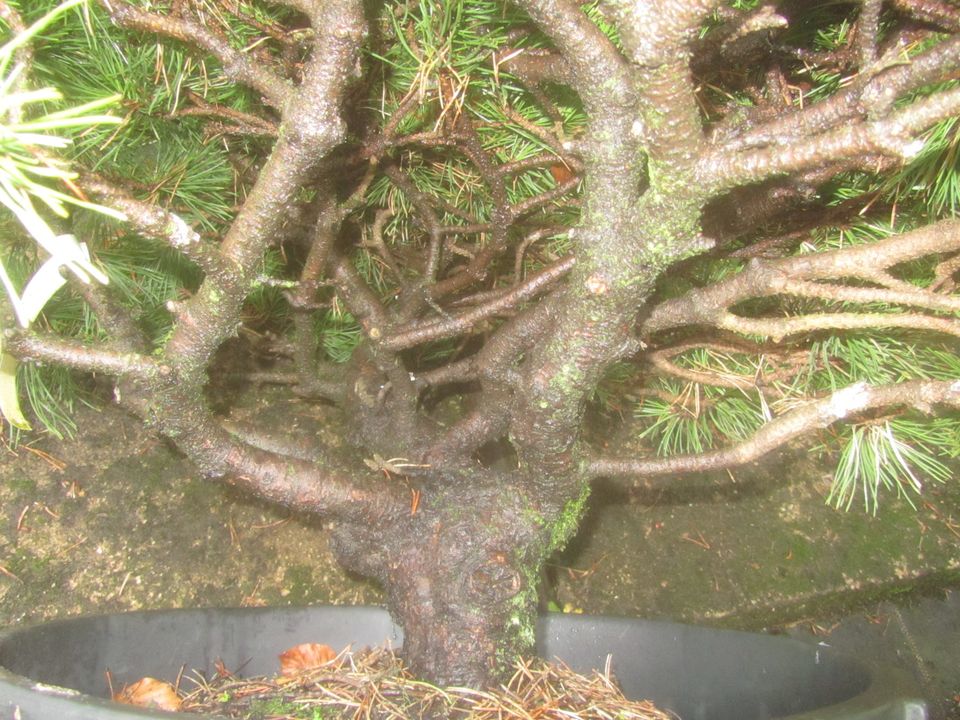 Pinus uncinata 'Grüne Welle, Bonsai Rohware, 70-85 cm, 7-7,5cm Ø in Soltau