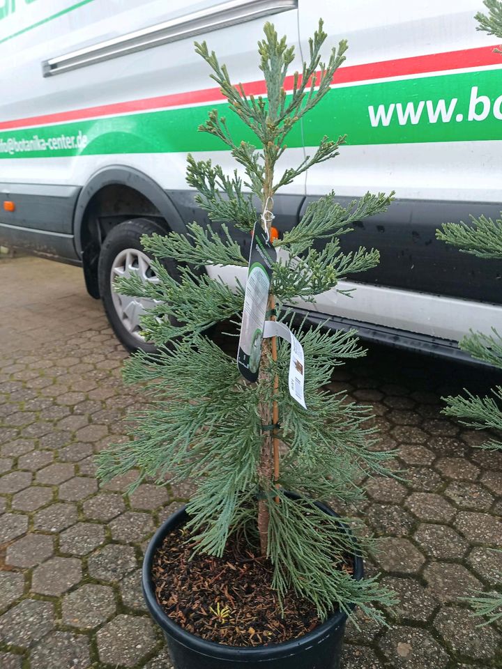 Mammutbaum Sequoiadendron giganteum 'Glaucum' verschiedene Größen in Simmerath