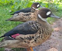 Kupferspiegelenten- Zierenten - Wasserziergeflügel - Enten Nordrhein-Westfalen - Waltrop Vorschau