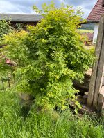 Ahornbaum grün Bayern - Kleinkahl Vorschau