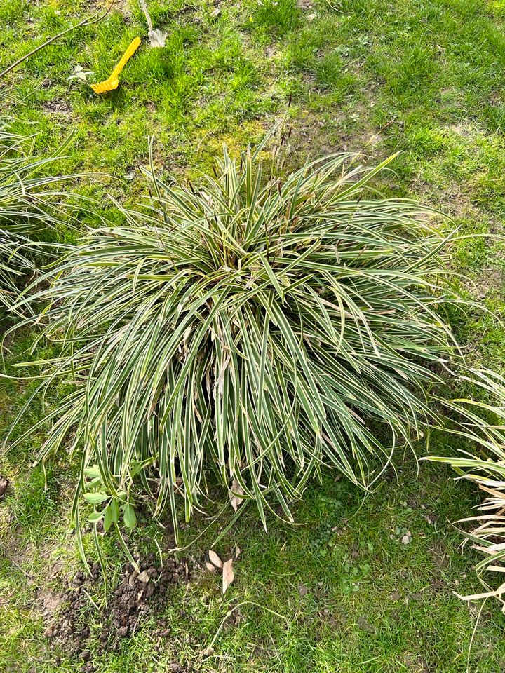 Gräser , Japansegge , Pflanzen , Bodendecker , ziergräser in Lengede