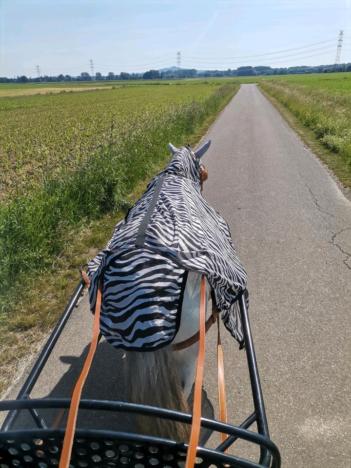 Fahrpony Stute in Riedlingen