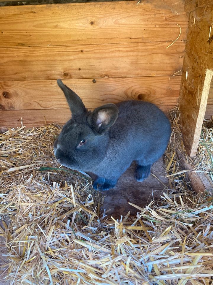 Kaninchen Blaue Wiener in Lengenfeld unterm Stein