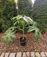 Männliche Papaya Honeydew, Carica Papaya, Papayapflanze Sachsen - Kriebstein Vorschau