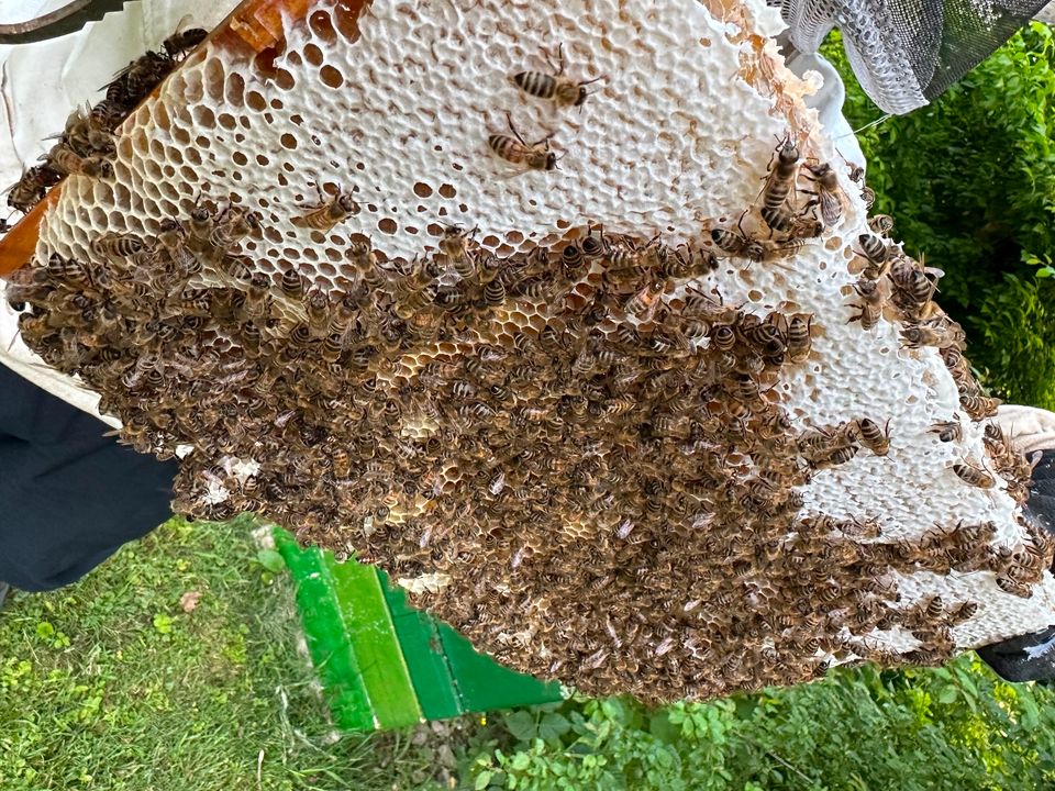 Imkereiführung mit Honigverkostung in Osterode am Harz