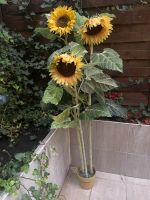 Sonnenblumen pflanze Nordrhein-Westfalen - Bottrop Vorschau