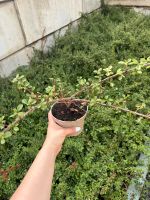 679 Stück Cotoneaster dammeri ´Skogholm‘ 20-30cm 2€/ Stück Hessen - Gedern Vorschau