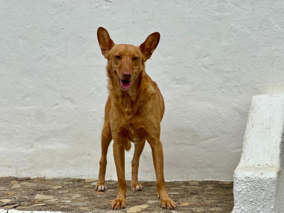 Izka Podenco Hündin in Grebenstein