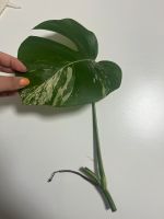 Monstera Variegata Stammsteckling (no.3) Nordrhein-Westfalen - Solingen Vorschau