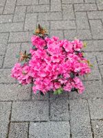 Japanische Azalee ' Pink Jane ' Saarland - Illingen Vorschau