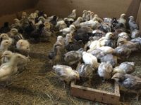 Kücken/Küken Kreuzung Bielefelder Kennhuhn x Deutschem Lachshuhn Vorpommern-Rügen - Landkreis - Sundhagen Vorschau