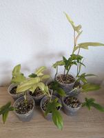Philodendron Florida Ghost - voll etablierte Pflanzen Nordrhein-Westfalen - Oberhausen Vorschau