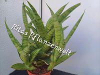 Sansevieria tolle ausgefallene Sorte, Pineapple Sansevieria, Zimm Bayern - Stephanskirchen Vorschau