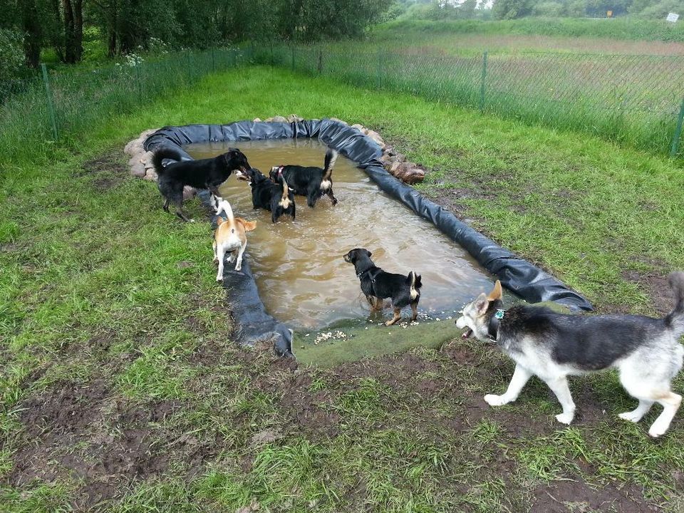 Teichfolie für Hunde - Hundeteich Hundepool Hundeschule Barrien in Schwanewede