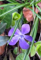 30 Stück Vinca Major Pflanze Garten Kräuter Immergrün Blumen Hessen - Neu-Isenburg Vorschau