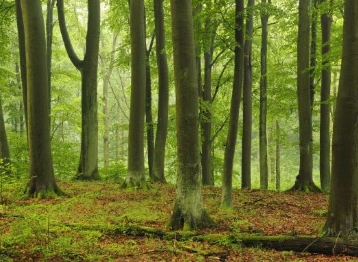 Suche Wald, Waldgrundstück in Bühl