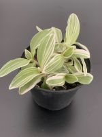 Tradescantia Dreimasterblume   1,50€ Hessen - Waldbrunn Vorschau