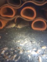 5x Corydoras kanei Panzwelse Baden-Württemberg - Gammertingen Vorschau