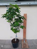 Ficus carica Feigenbaum Feige über 2m + extrem dicker Stamm Nordrhein-Westfalen - Nordkirchen Vorschau