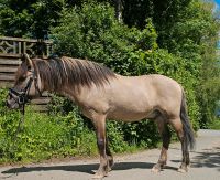 Konik Polski Wallach Familienpony Geländepferd Freizeitpferd Hessen - Bad Camberg Vorschau