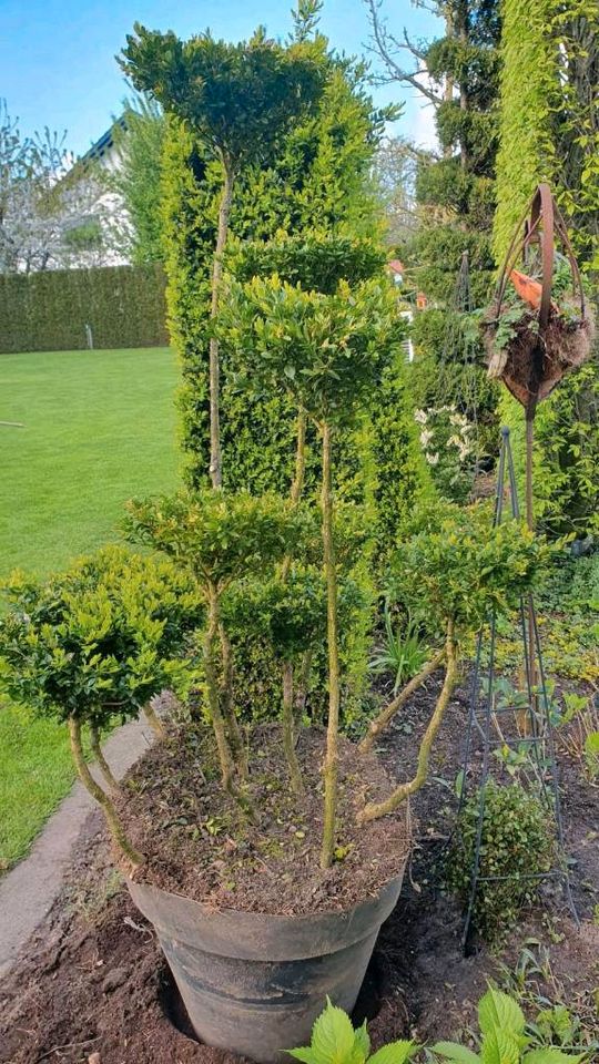 Formgehölz Buchsbaum Pompon, Höhe 115cm in Bakum