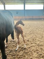 Paddock Box für Wallach zu vergeben, Box Pferd, Niedersachsen - Weyhe Vorschau