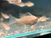 Albino Heckels Buntbarsch 4-5cm Acarichthys heckelii albino Baden-Württemberg - Rangendingen Vorschau