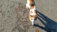 Fundmeldung! Katze in Warendorf gefunden Nordrhein-Westfalen - Warendorf Vorschau