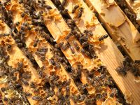 Bienenvolk auf Zadant sehr stark Bayern - Werneck Vorschau