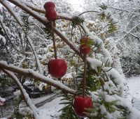 11 Kerzenhalter aus Holz für den Weihnachtsbaum - Christbaum Baden-Württemberg - Obersontheim Vorschau