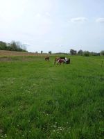 Fohlenaufzucht/ Jungpferd Baden-Württemberg - Limbach Vorschau