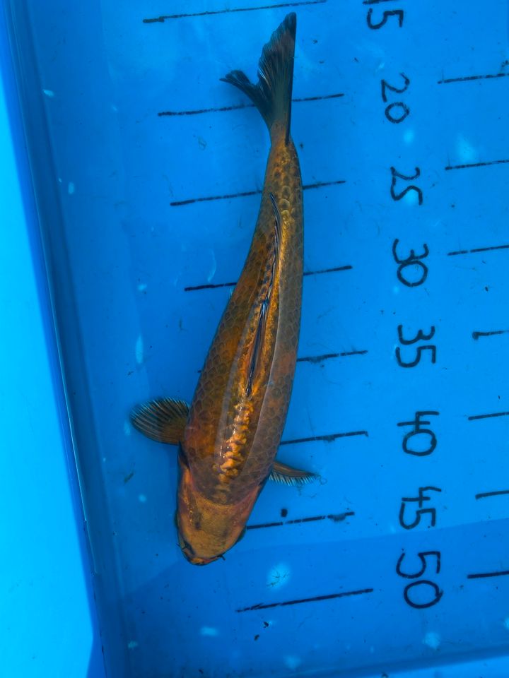 2 Kois Fische ca.  37-40 cm in Meppen