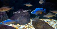 Malawi Barsche Fische Sciaenochromis Fryeri Hessen - Dreieich Vorschau