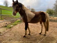 Lewitzer Mix Reitpony Baden-Württemberg - Öhringen Vorschau