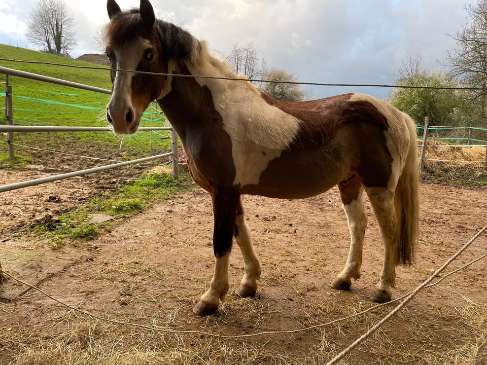 Lewitzer Mix Reitpony in Öhringen