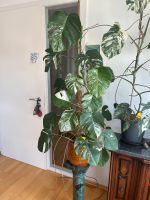 Monstera deliciousa variegata Baden-Württemberg - Plochingen Vorschau