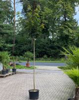 kugelahorn Acer platanoides Globosum hochstamm 180-200 cm Lingen (Ems) - Wachendorf Vorschau