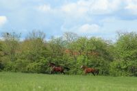 Pferdemist / Dünger / Pferdeäppel zu verschenken Bielefeld - Senne Vorschau