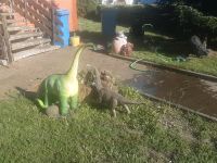 Biete hier 2 Langhals Dinos hier an Niedersachsen - Grasleben Vorschau