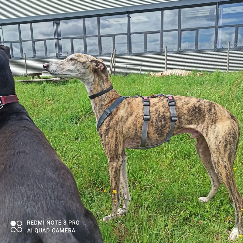 Erick, liebevoller Galgo-Rüde, geb: 2017 / SH 64cm in Wiesbaden