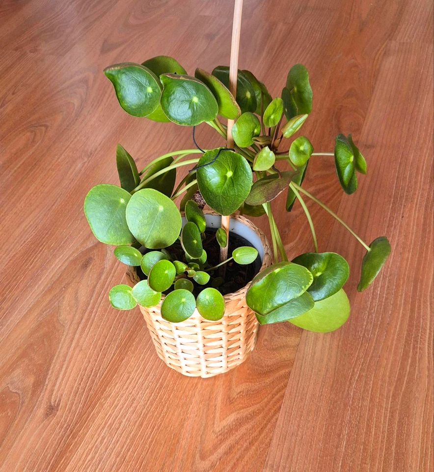 Pilea Geldbaum in Nürnberg (Mittelfr)